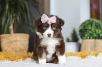 Adelaide, a female Miniature Australian Shepherd for sale in Dundee, OH – Photo 1 of 6