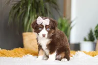 Adelaide, a female Miniature Australian Shepherd for sale in Dundee, OH – Photo 3 of 6