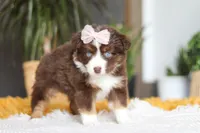 Adelaide, a female Miniature Australian Shepherd for sale in Dundee, OH – Photo 2 of 6