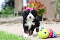 Lemonade, a female Miniature Bernedoodle for sale in Dundee, OH – 5 of 9