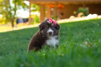 Jinx, a female Miniature Australian Shepherd for sale in Dundee, OH – 5 of 6