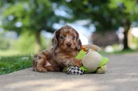 Clementine, a female Miniature Dachshund for sale in Dundee, OH – 8 of 8