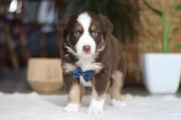 Kicks, a male Australian Shepherd for sale in Dundee, OH – Photo 4 of 4