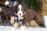 Kicks, a male Australian Shepherd for sale in Dundee, OH – Photo 1 of 4