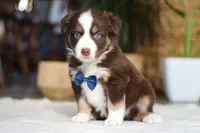 Kicks, a male Australian Shepherd for sale in Dundee, OH – Photo 2 of 4