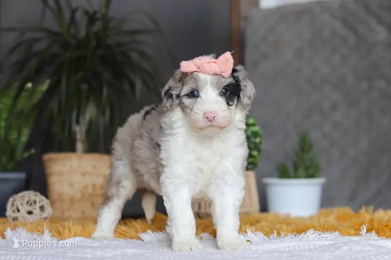 Bonnie, a female Sheepadoodle for sale in Dundee, OH – Photo 1 of 5