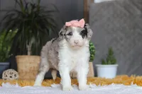 Bonnie, a female Sheepadoodle for sale in Dundee, OH – Photo 1 of 5