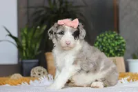 Bonnie, a female Sheepadoodle for sale in Dundee, OH – Photo 4 of 5