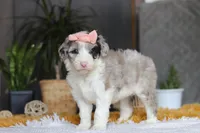 Bonnie, a female Sheepadoodle for sale in Dundee, OH – Photo 3 of 5