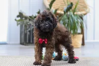 Sprout, a male Poodle - Miniature  for sale in Dundee, OH – 5 of 6