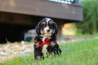 Wolverine, a male Miniature Bernedoodle for sale in Dundee, OH – 4 of 5