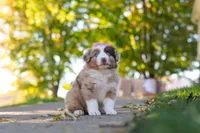 Chaos, a female Miniature Australian Shepherd for sale in Dundee, OH – 2 of 6