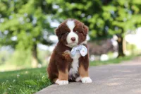 Rowdy, a male Miniature Australian Shepherd for sale in Dundee, OH – 3 of 8