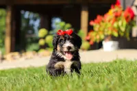 Moonstone, a female Miniature Bernedoodle for sale in Dundee, OH – 7 of 7