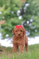 Elvira, a female Miniature Goldendoodle for sale in Dundee, OH – 7 of 7
