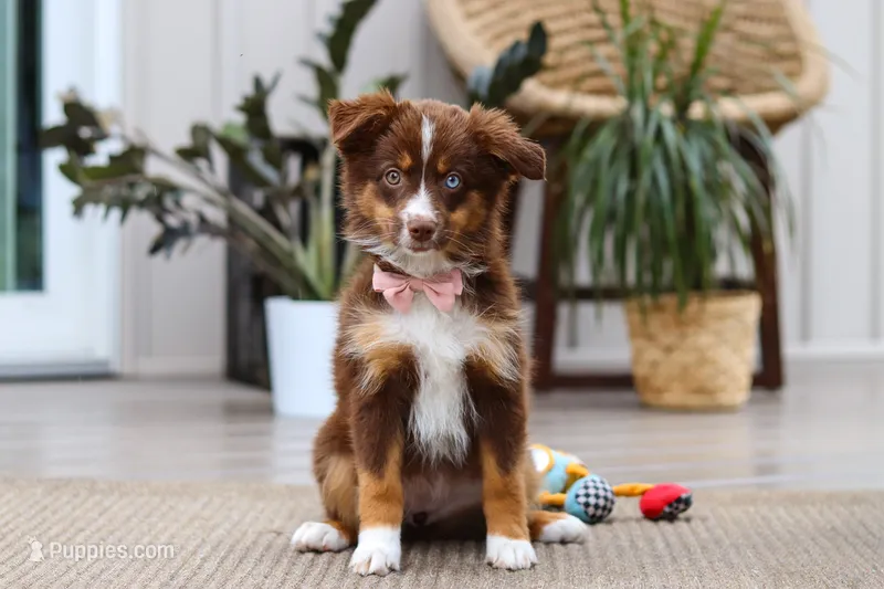 Zinna – Australian Shepherd puppy for sale in Dundee, OH