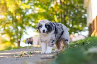 Zoomer, a female Miniature Australian Shepherd for sale in Dundee, OH – 3 of 5