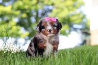 Firefly, a female Miniature Bernedoodle for sale in Dundee, OH – 4 of 4