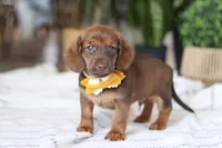 Chorizo, a male Miniature Dachshund for sale in Dundee, OH – Photo 5 of 7