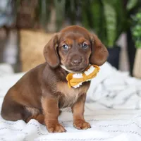 Chorizo, a male Miniature Dachshund for sale in Dundee, OH – Photo 2 of 7