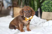 Chorizo, a male Miniature Dachshund for sale in Dundee, OH – Photo 2 of 7