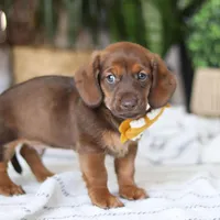 Chorizo, a male Miniature Dachshund for sale in Dundee, OH – Photo 1 of 7