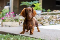Chorizo, a male Miniature Dachshund for sale in Dundee, OH – Photo 7 of 7