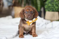 Chorizo, a male Miniature Dachshund for sale in Dundee, OH – Photo 3 of 7