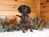 Chorizo, a male Miniature Dachshund for sale in Dundee, OH – Photo 6 of 7