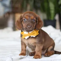 Chorizo, a male Miniature Dachshund for sale in Dundee, OH – Photo 4 of 7