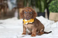 Chorizo, a male Miniature Dachshund for sale in Dundee, OH – Photo 4 of 7