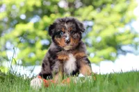 Bumblebee, a male Miniature Bernedoodle for sale in Dundee, OH – 6 of 7