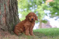 Gomez, a male Miniature Goldendoodle for sale in Dundee, OH – 2 of 6