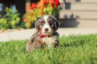 Lemonhead, a male Miniature Bernedoodle for sale in Dundee, OH – 6 of 6