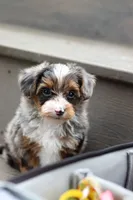 Rave, a male Yorkipoo for sale in Dundee, OH – 7 of 7