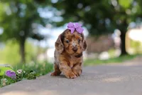 Clementine, a female Miniature Dachshund for sale in Dundee, OH – 6 of 8