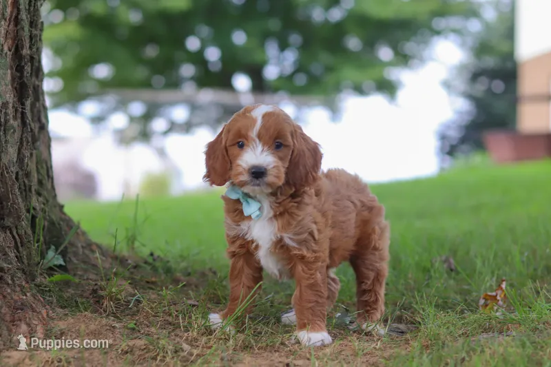 Casper – Miniature Goldendoodle puppy for sale in Dundee, OH