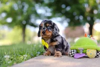 Kumquat, a male Miniature Dachshund for sale in Dundee, OH – 8 of 10
