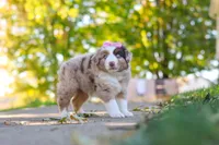 Chaos, a female Miniature Australian Shepherd for sale in Dundee, OH – 6 of 6