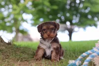 Nougat, a male Yorkipoo for sale in Dundee, OH – 1 of 7