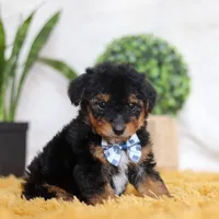 Magnus, a male Yorkipoo for sale in Dundee, OH – Photo 4 of 5