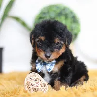 Magnus, a male Yorkipoo for sale in Dundee, OH – Photo 5 of 5