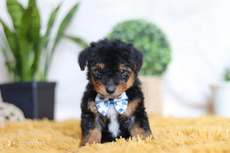 Magnus, a male Yorkipoo for sale in Dundee, OH – Photo 1 of 5
