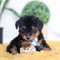 Magnus, a male Yorkipoo for sale in Dundee, OH – Photo 3 of 5