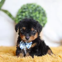 Magnus, a male Yorkipoo for sale in Dundee, OH – Photo 2 of 5