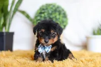 Magnus, a male Yorkipoo for sale in Dundee, OH – Photo 2 of 5