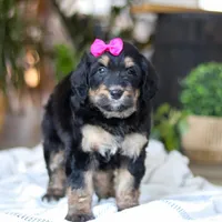 Goldilocks, a female Bernedoodle for sale in Dundee, OH – Photo 1 of 7