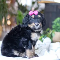 Goldilocks, a female Bernedoodle for sale in Dundee, OH – Photo 4 of 7
