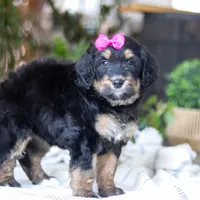 Goldilocks, a female Bernedoodle for sale in Dundee, OH – Photo 5 of 7