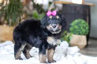 Goldilocks, a female Bernedoodle for sale in Dundee, OH – Photo 5 of 7
